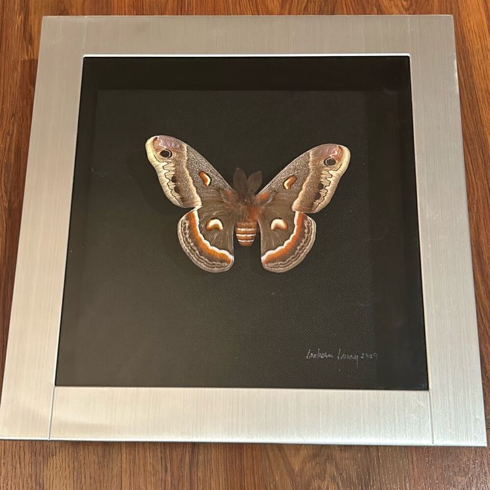 Moth shadowbox artwork signed